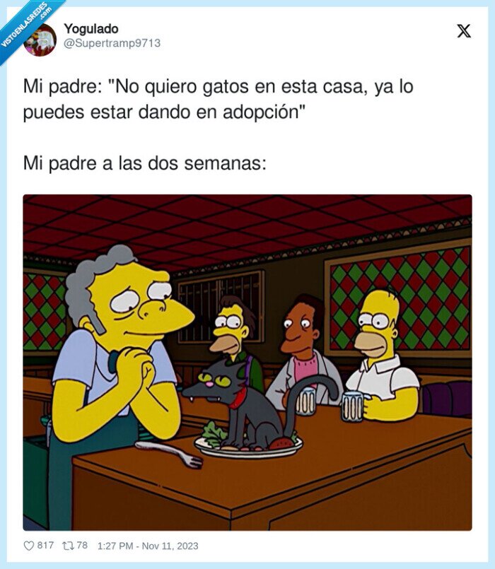 adopción,semanas,padre,gatos