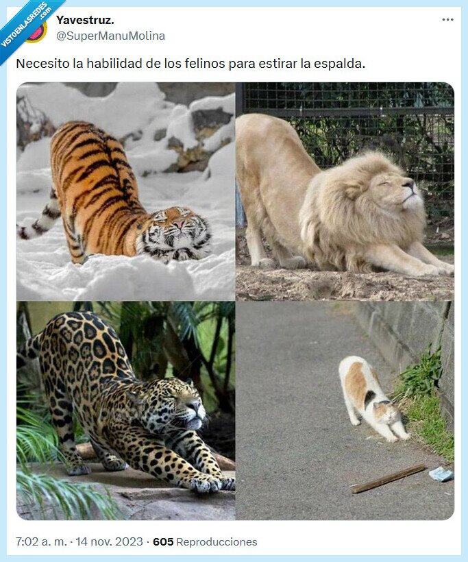 estirar,espalda,felinos