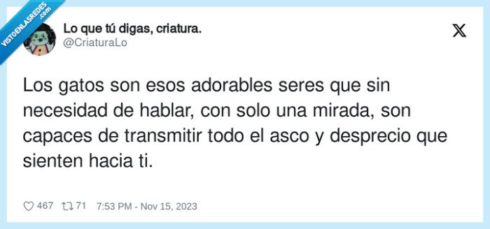 transmitir,desprecio,adorables,necesidad,mirada,gatos