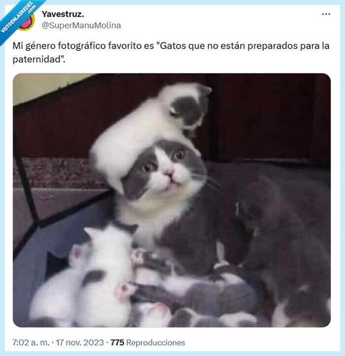 gato,foto,paternidad