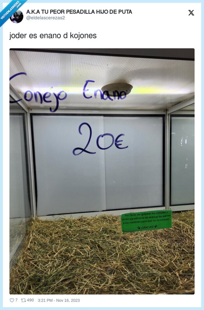 conejo,enano