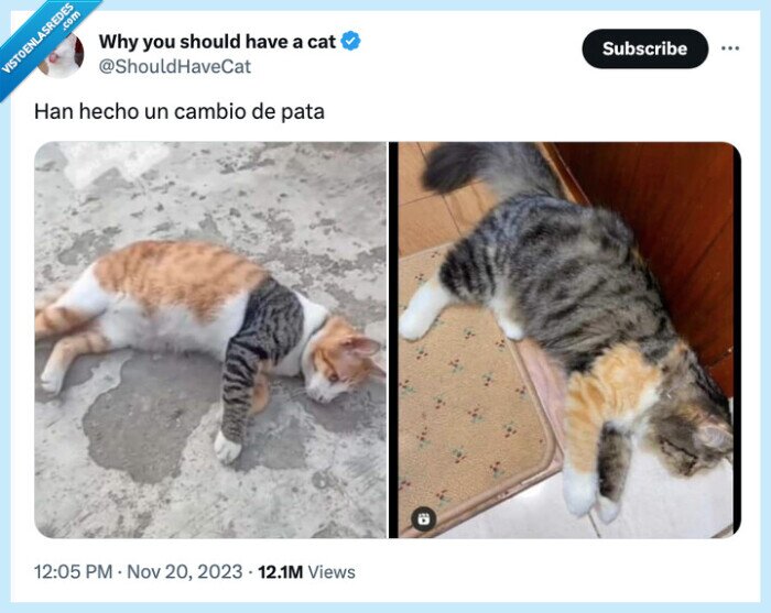 gatos,patas,pattern,tipo,pelaje