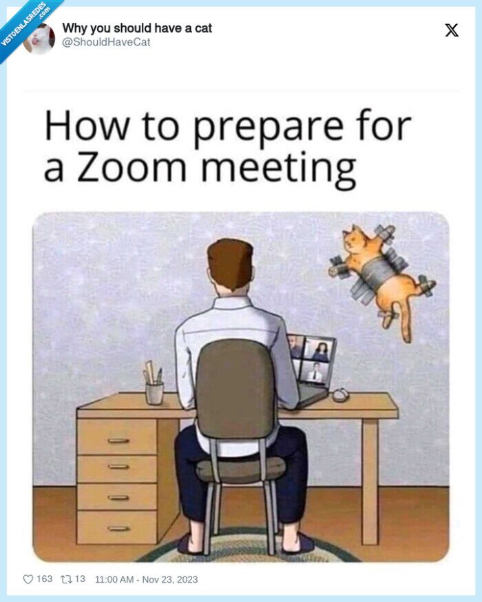 gato,pared,zoom,llamada