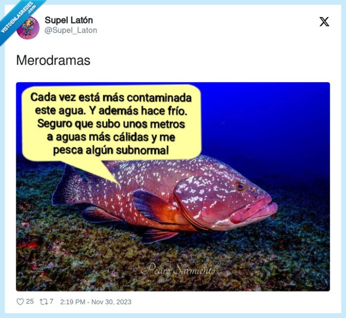 merodramas,mero,pescado,drama