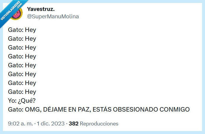 gato,atención,obsesión