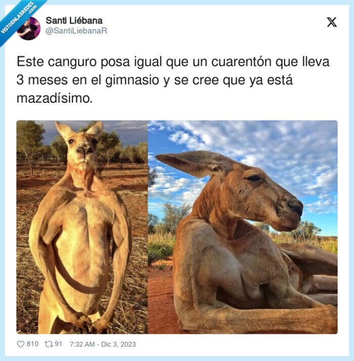 mazadísimo,cuarentón,gimnasio,canguro
