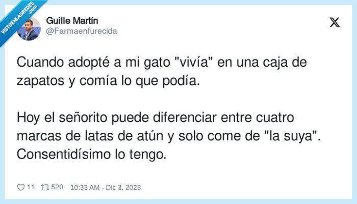 gato,adoptar,callejero,latas,diferenciar