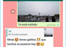 Enlace a Hubiera quedado mejor decir que lo de la foto son gatitos, por @capturebizarre