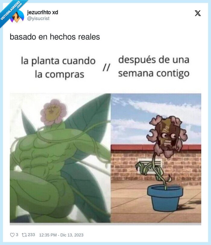 plantas,morir,casa