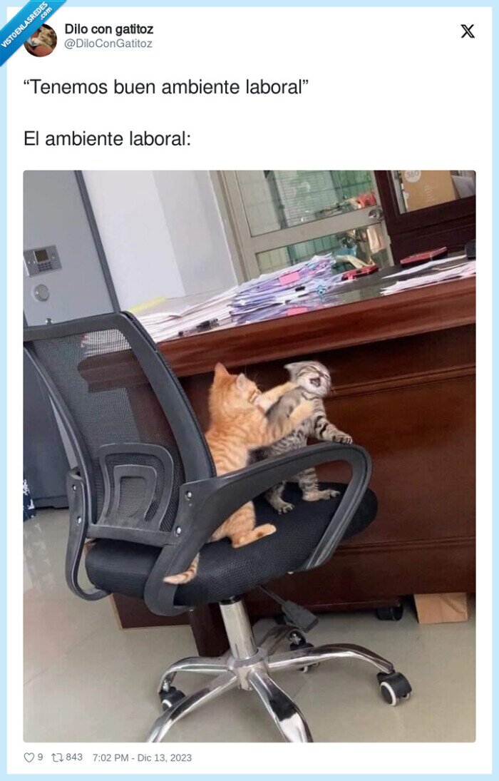 ambiente laboral,gatos,trabajo,pelea
