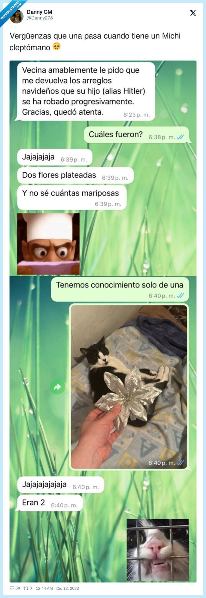 vergüenzas,cleptómano,gato,robar