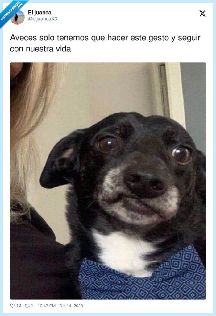 mueca,perro,seguir,cara