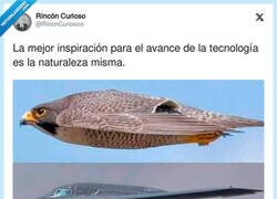 Enlace a Vaya plagio, por @RincnCuriosoo