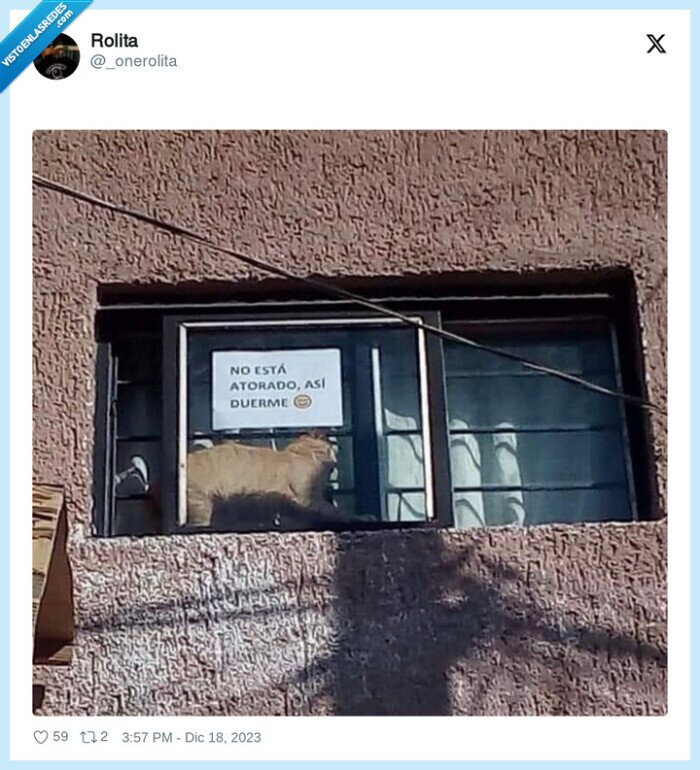 atascado,gato,ventana