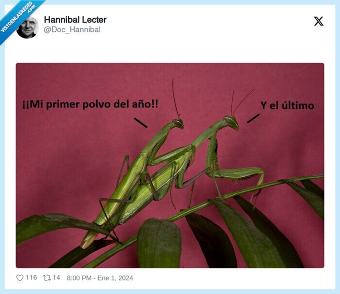 mantis religiosa,sexo,2024