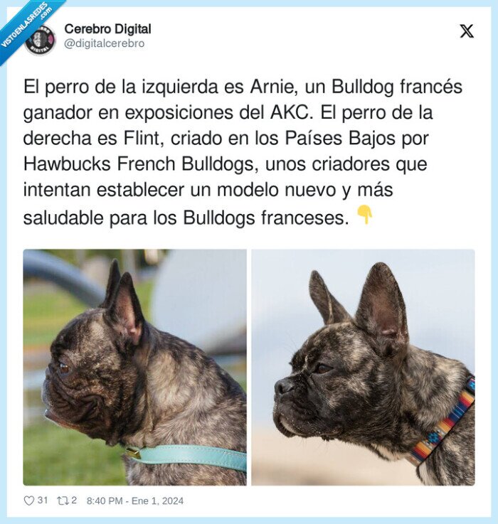 perro,saludable,bulldog frances,izquierda,criadores,morro