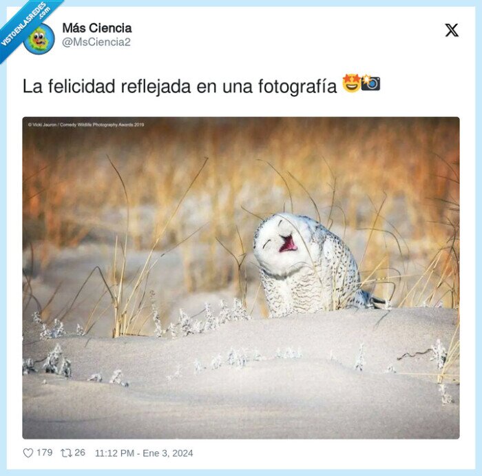 fotografía,felicidad,buho