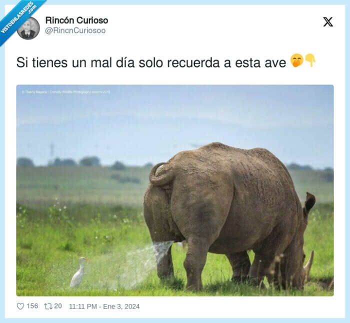 meado,rinoceronte,ave