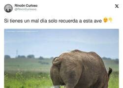 Enlace a Pobre bicho, por @RincnCuriosoo