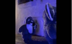 Enlace a El oso polar borracho de la cabalgata ha vuelto en forma de koala