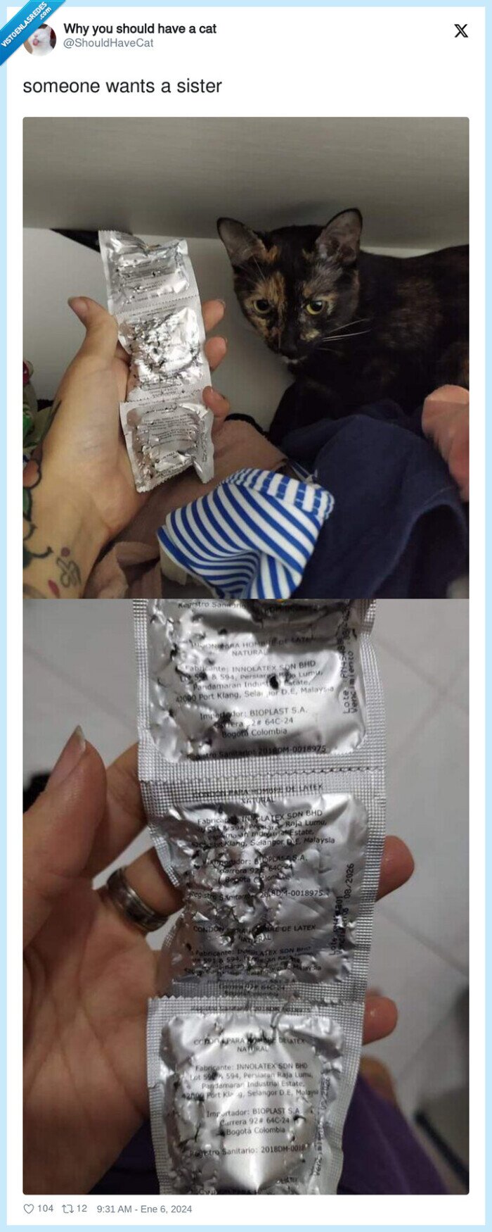 preservativos,romper,morder,gato