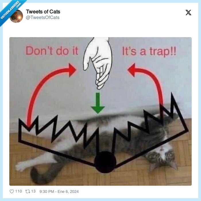 gato,barriga,enfadarse