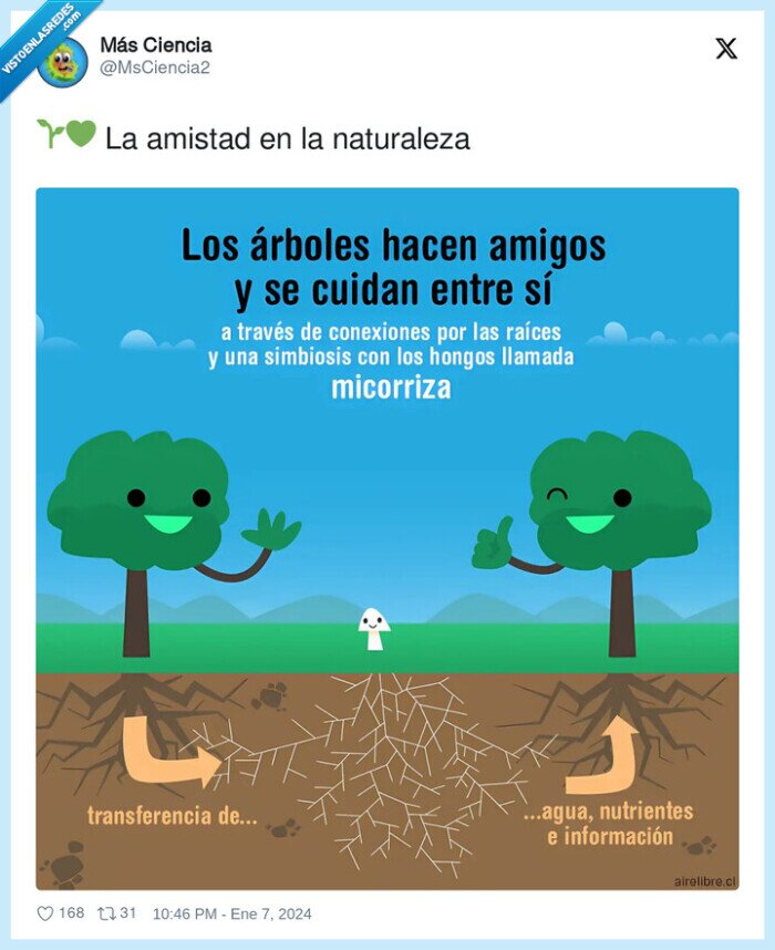 naturaleza,navidad,arboles,raices