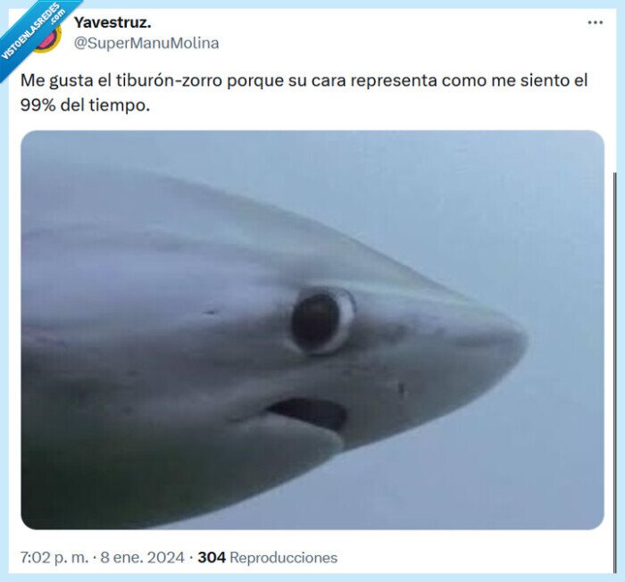 tiburón,zorro,sentir,aspecto