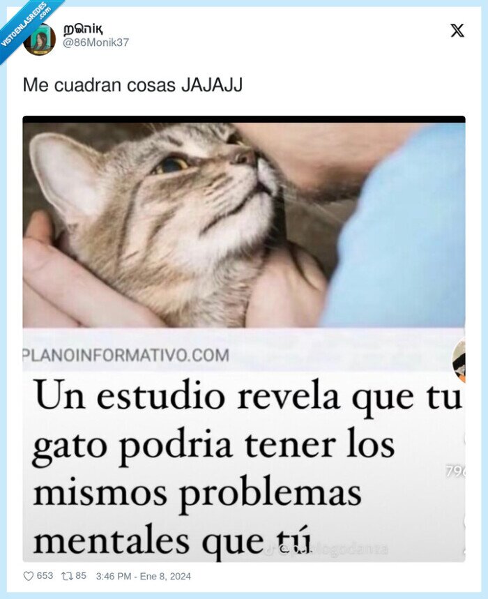 estudio,revelar,problemas mentales,gato