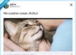 Enlace a Ay pobre michi, por @86Monik37