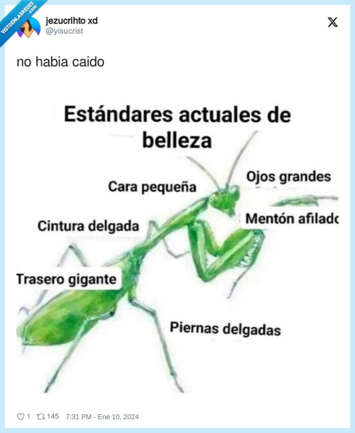 cara,cintura,insecto,mantis