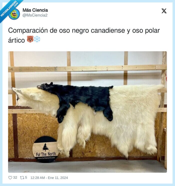 comparación,canadiense,ártico,oso,polar
