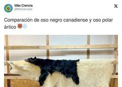Enlace a Yo siempre fui más del oso polar ártico, por @MsCiencia2