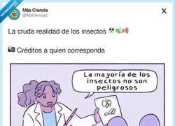 Enlace a La cruda realidad de los insectos, por @MsCiencia2