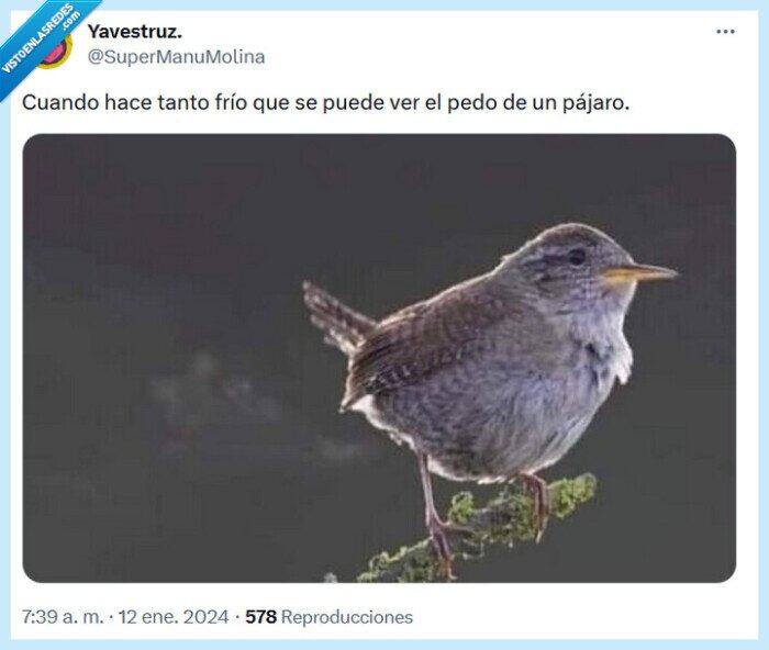 pedo,frío,pájaro