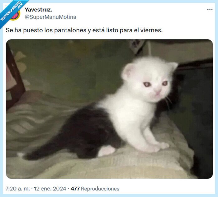 panalones,viernesl gato