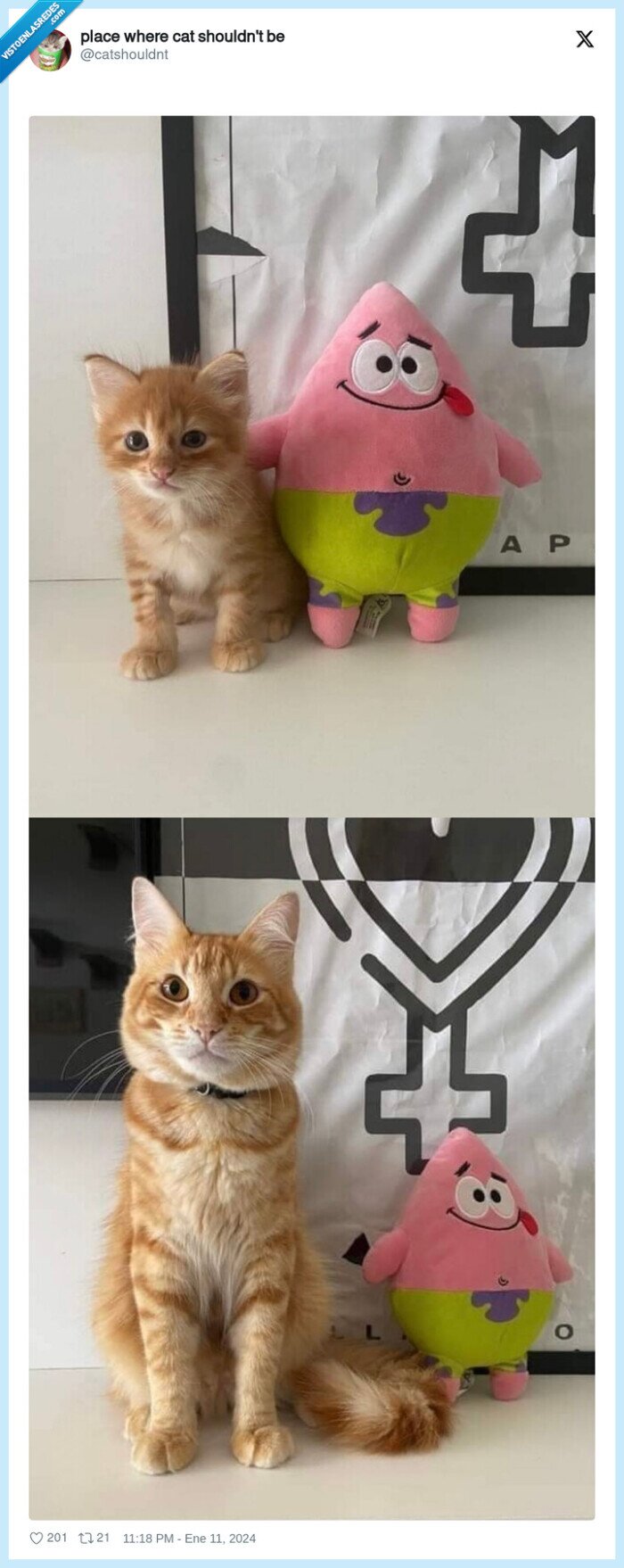 gato,patricio,michi,crecer