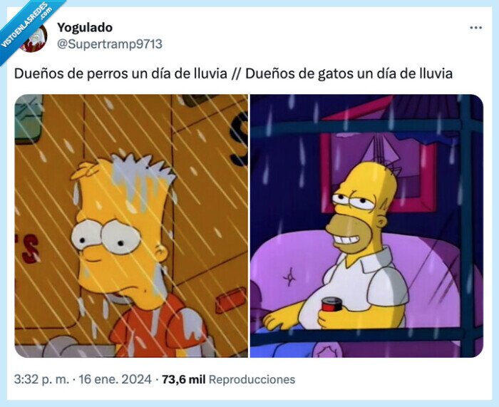 dueños,perros,lluvia,gatos,llover,salir,calle