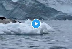 Enlace a El momento en que te das cuenta que no fue buena idea subir a ese bloque de hielo