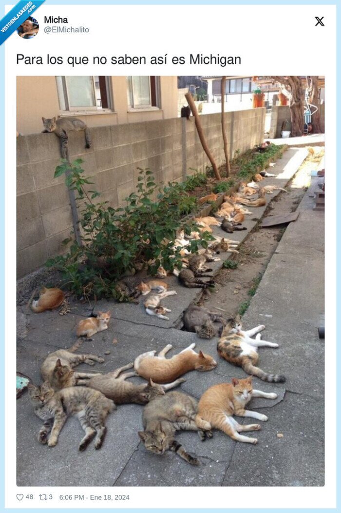 michigan,gatos,multitud