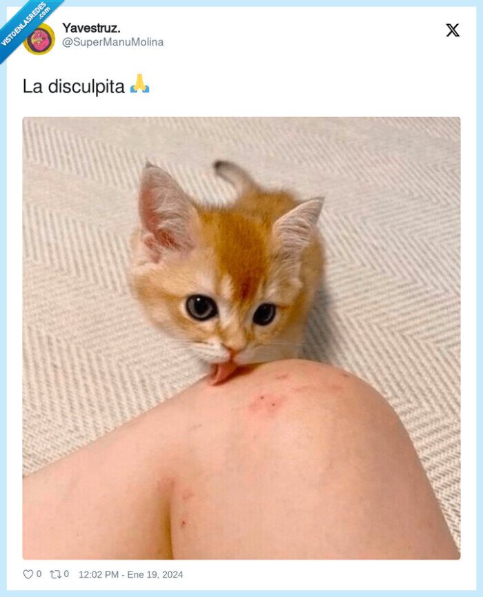 lamer,lamida,gatito,gato,rodilla