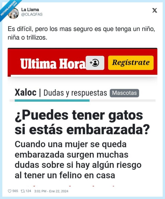 difícil,trillizos,embarazada,tener,gatos