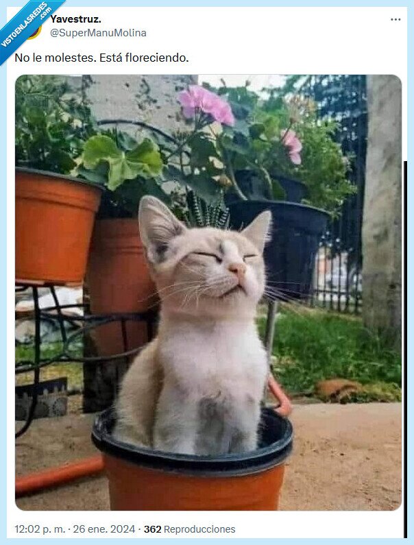 flor,gato,molestar