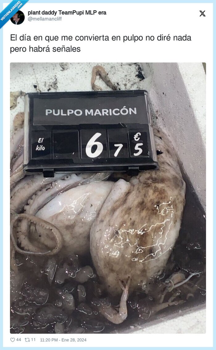 gay,pulpo