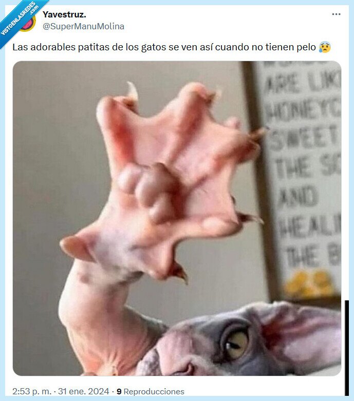 patitas,adorables,pelo,gato