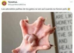 Enlace a ¡Quita, bicho! por @supermanumolina