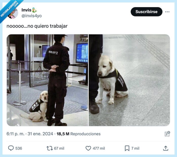 perrito,cansado,trabajar,policia