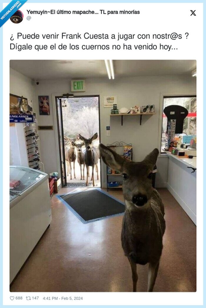 cuernos,frank cuesta,ciervo