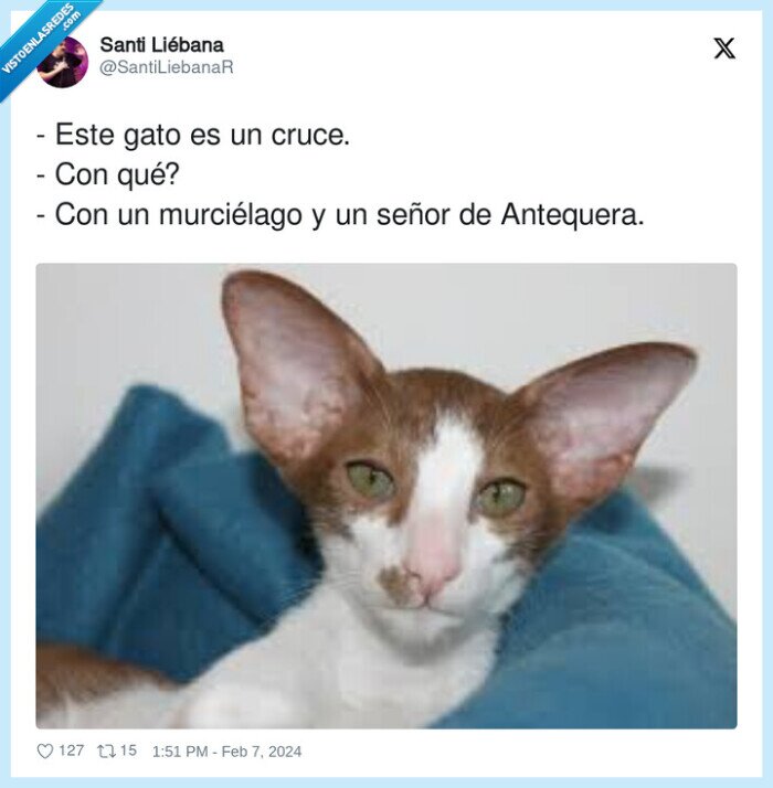 murciélago,antequera,señor,cruce,gato