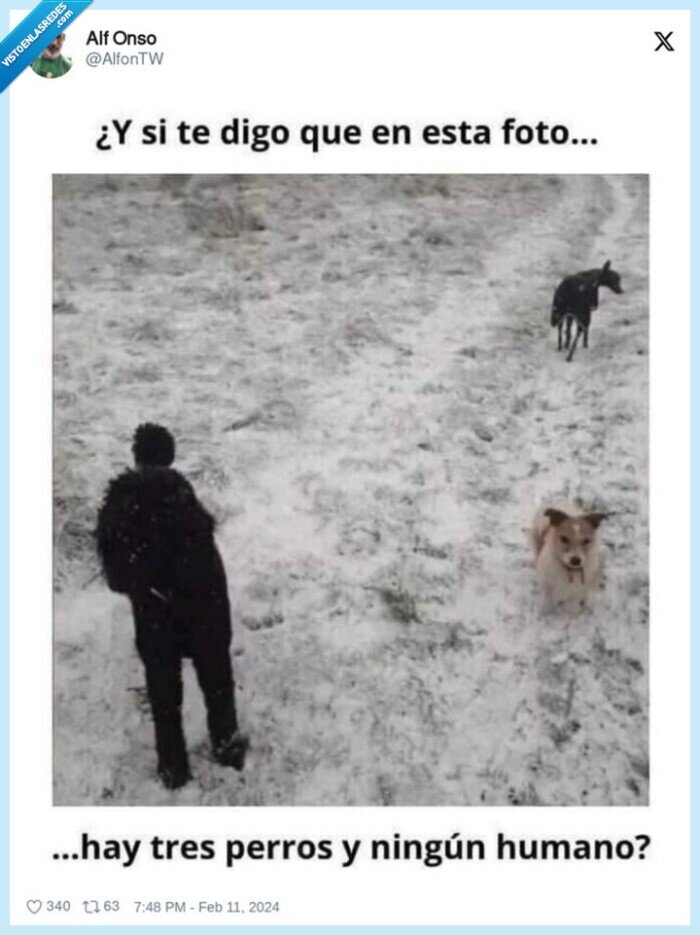 perros,foto,humano,caniche de frente